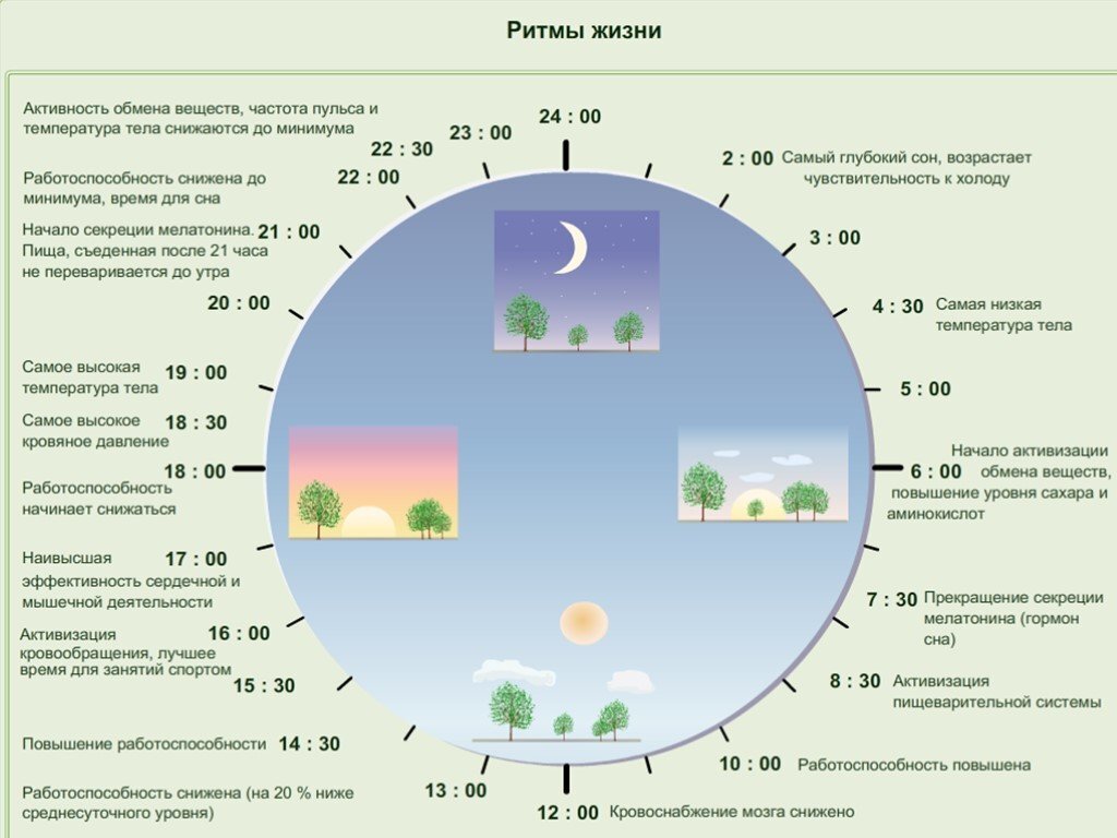 Схема циркадного ритма человека биологические часы и примерный суточный ритм органов