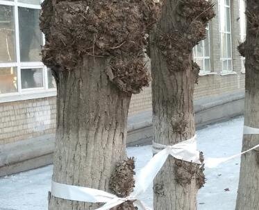    Фото из группы Жалобы Рязанцев ВКонтакте