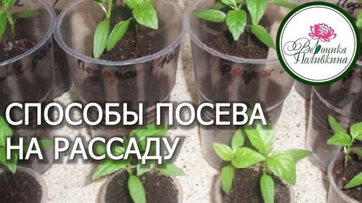 СПОСОБЫ ПОСЕВА НА РАССАДУ