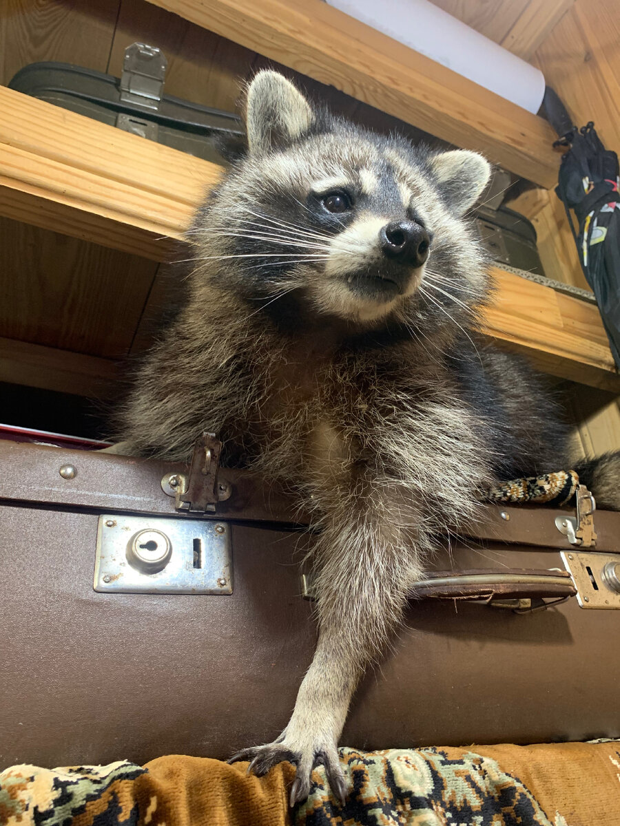 Кроссовочки есть? А если найду?