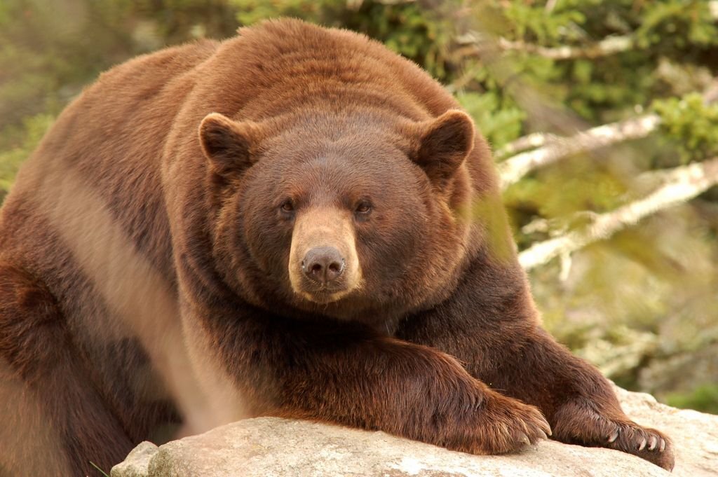 Животные получили свое название из за. Ursus americanus Cinnamomum. Ursus медведь. Аю. Бурый медведь фото для проекта.