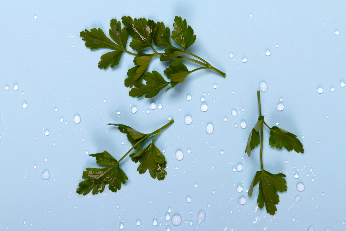 Листья петрушки