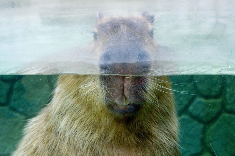 Тот самый мужик из маршрутки, который пристально смотрит на тебя из окна. 