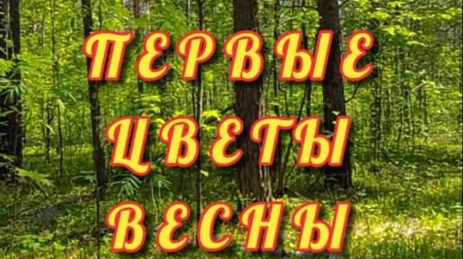 ПЕРВЫЕ ЦВЕТЫ ВЕСНЫ. Мини-сериал 