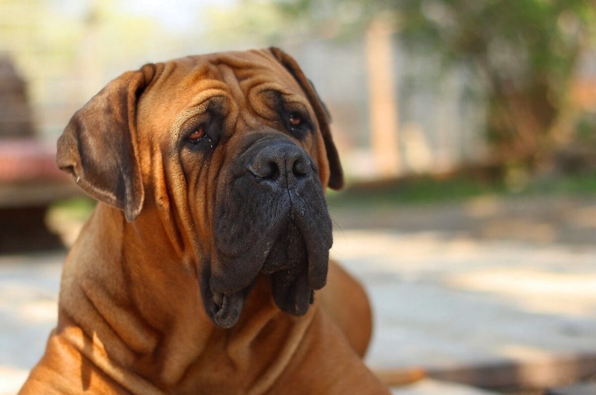      Южноафриканский бурбуль: анфас