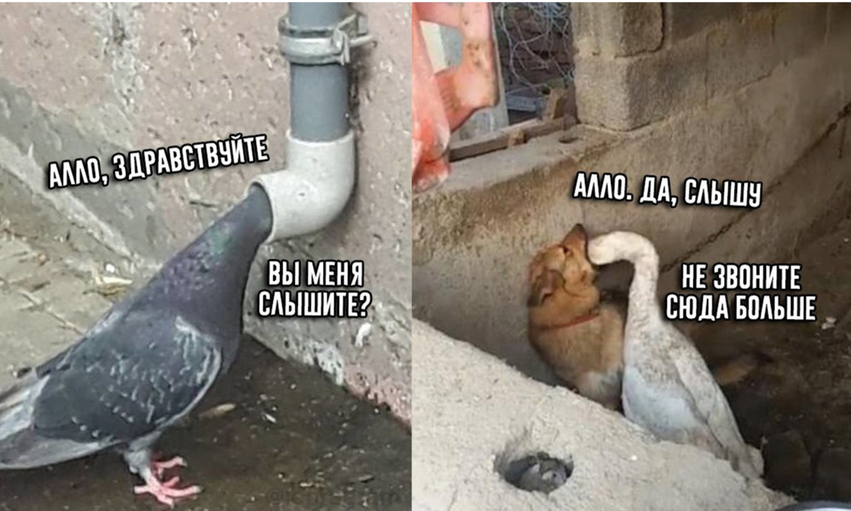 Изображение из открытого источника