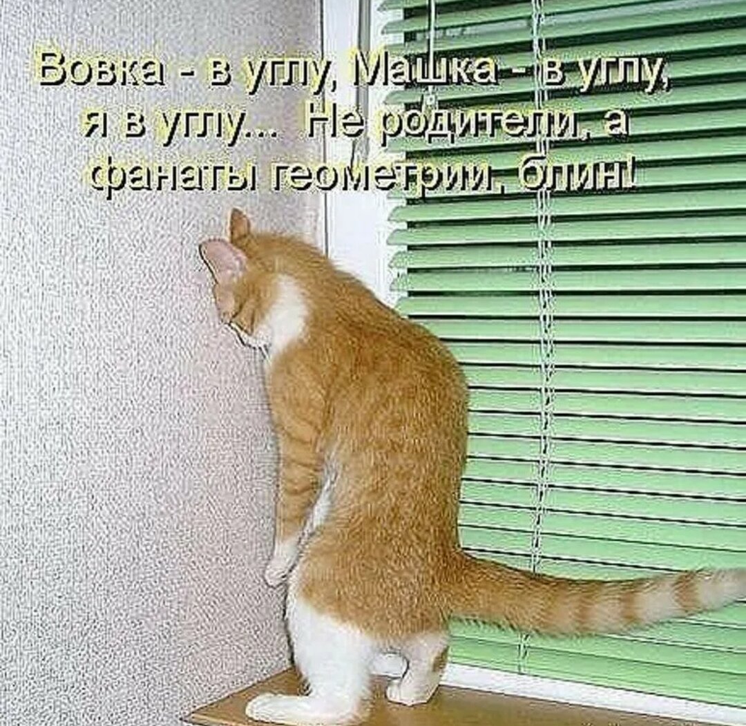 Коты в углу