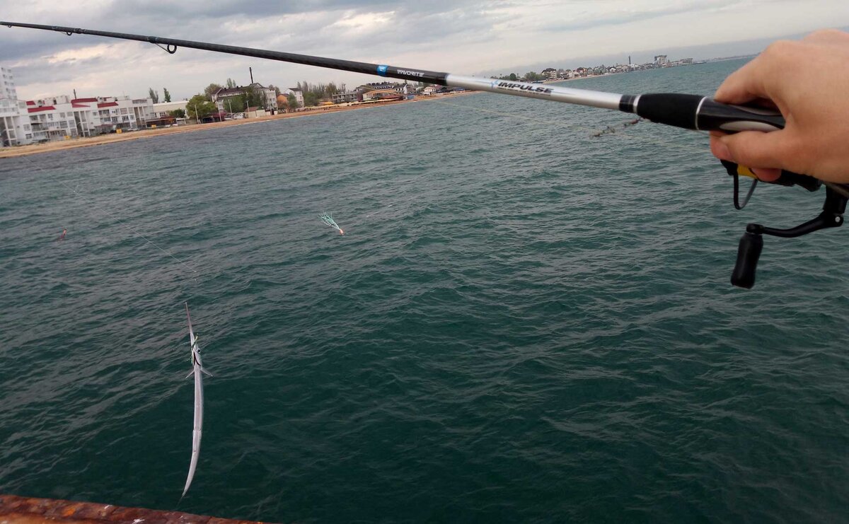 Ловля саргана на море. Снасть на саргана. Сарган черного моря. Ловля саргана. Ловля саргана во Владивостоке.