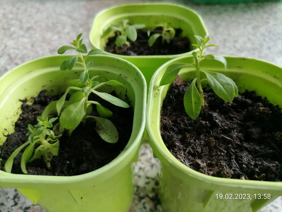 Черенкую калибрахоа