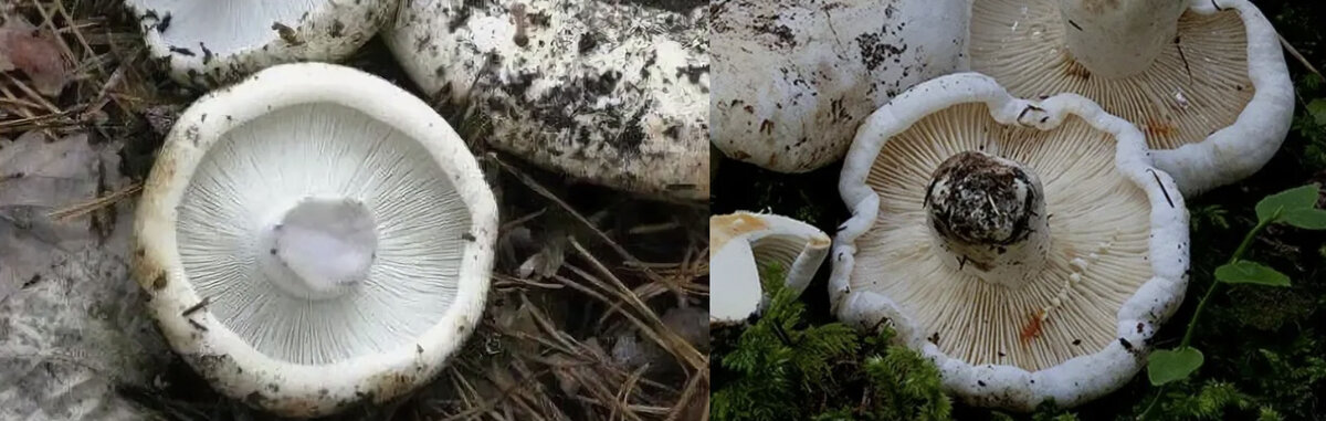 Груздь перечный (Lactarius piperatus)