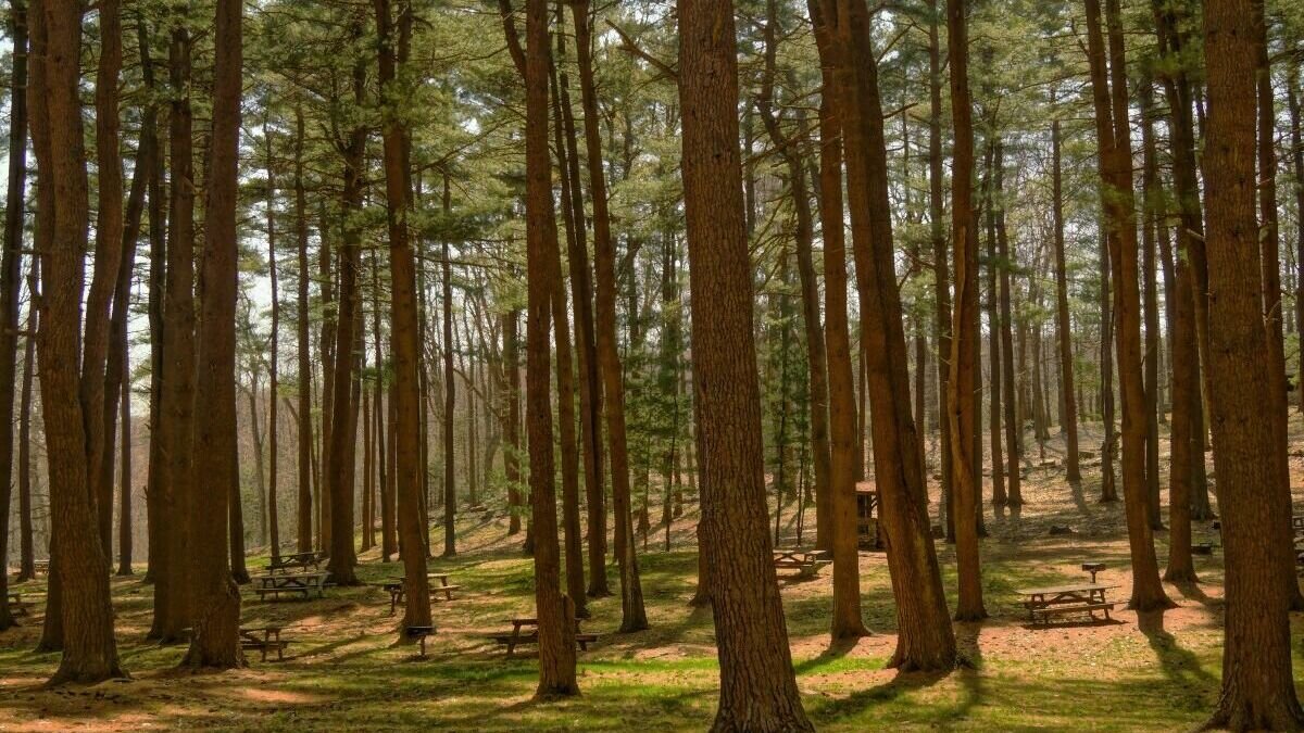     Один гектар Кумженской рощи может отойти под строительство западного объезда Ростова, сообщили в администрации города.