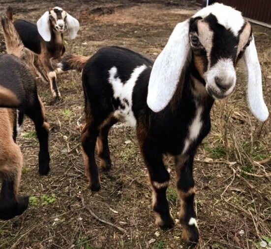 Козел нубийский Тьяго.