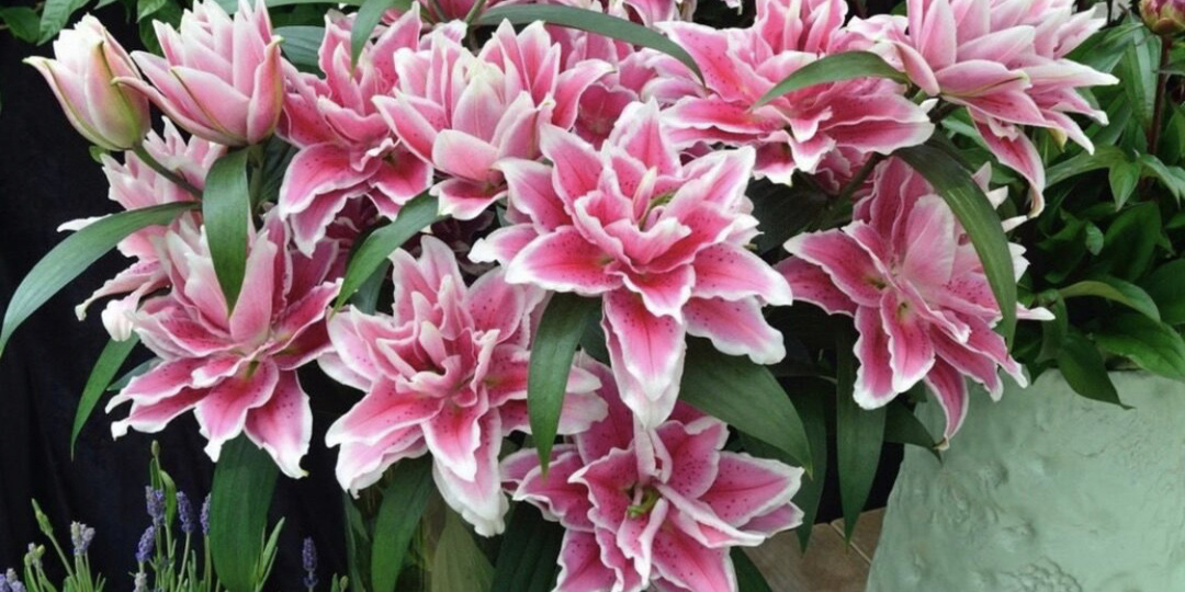 Роскошь для вашего сада - махровые лилии