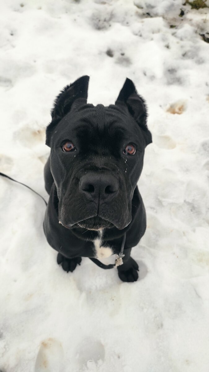 Ну просто очаровательный Тор ))