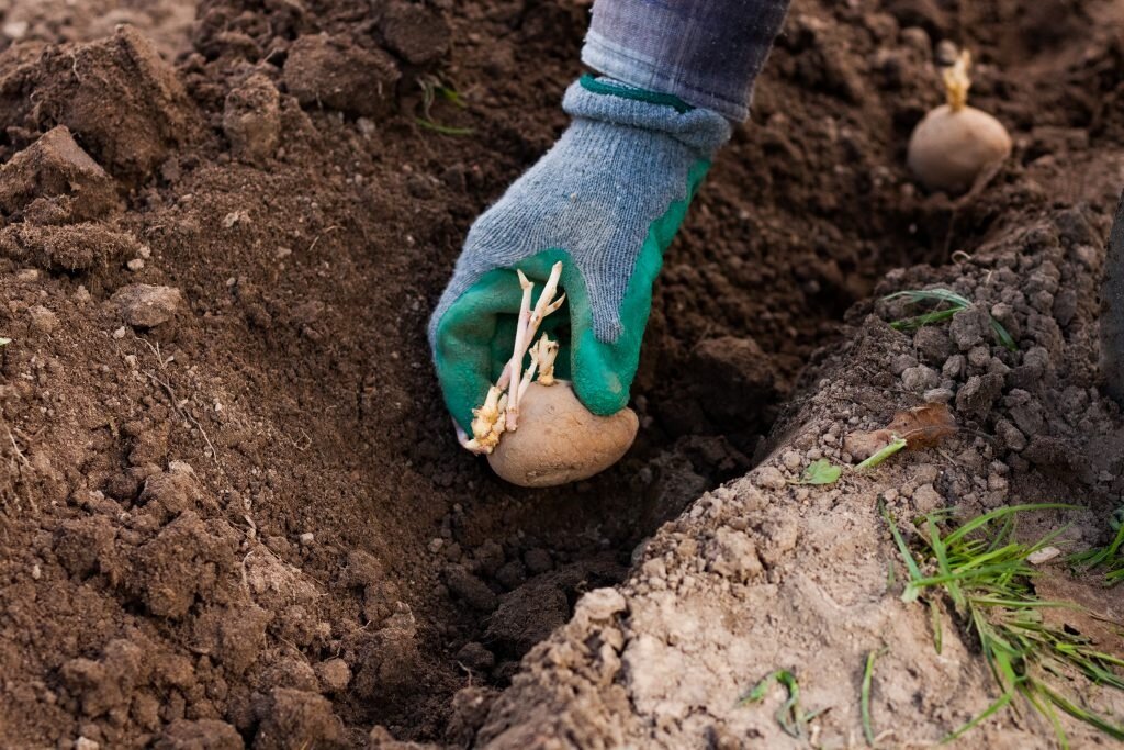 Не сыпьте эти удобрения в лунки при посадке картошки - они только навредят урожаю