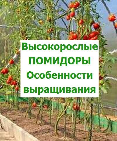 высокорослые помидоры уход