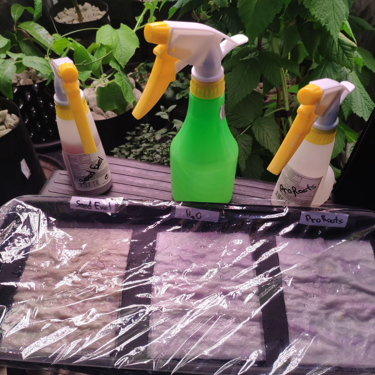 Вы попали в лабораторию Баклажана. Здесь мы наглядно показываем свои эксперименты и делимся результатами с Вами. Это новая рубрика - "Эксперименты". С чего начинается хороший урожай?-8