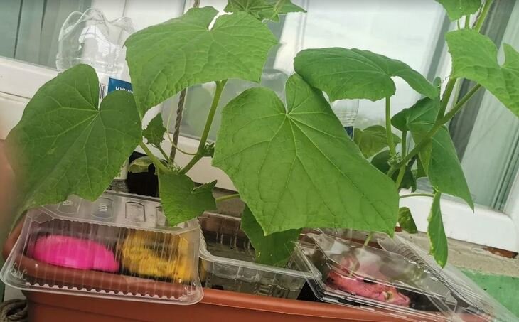    Почему желтеет рассада огурцов