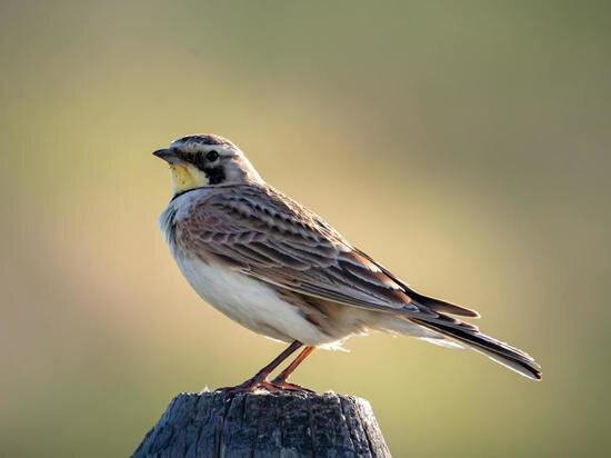 ФОТО: UNSPLASH.COM, АВТОР DAVID THIELEN