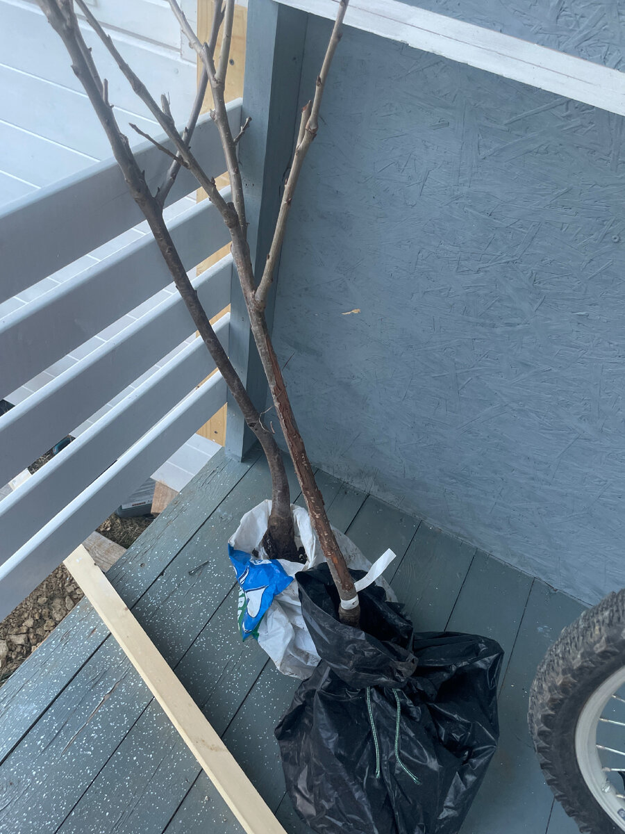 Подарочек - два саженца черешни