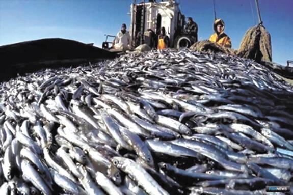    Уловы каспийской кильки продолжают расти