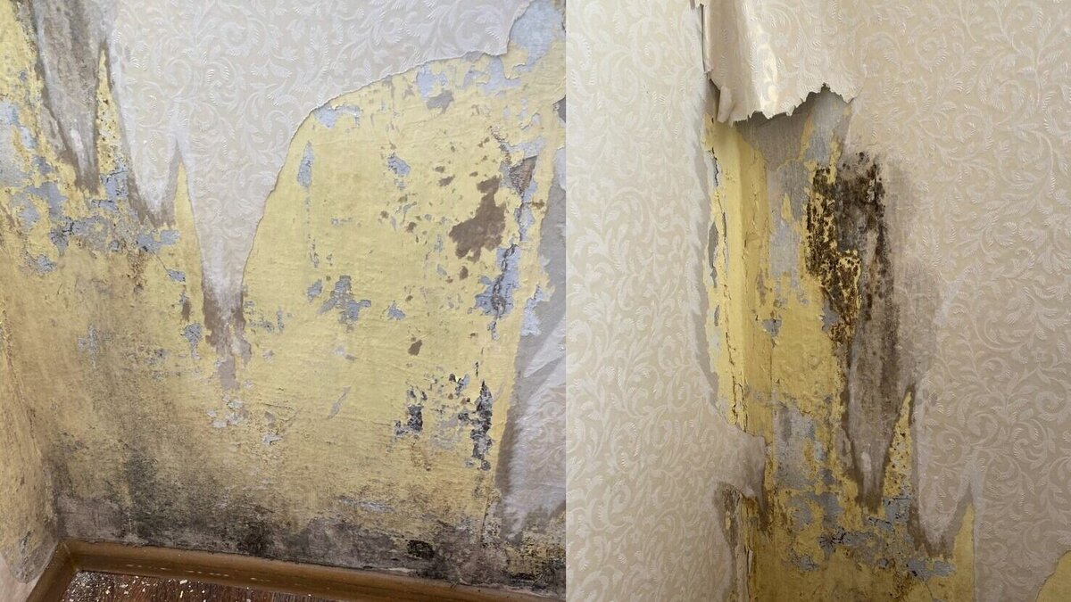     В квартирах дома на улице Геологоразведчиков, 34, появилась чёрная плесень. Об этом сообщает подписчик паблика «ЧС Тюмень» Ирина А. Предполагается, что это могло произойти из-за инцидента со взрывом газа на улице 50 лет ВЛКСМ.