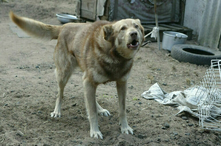   Тимур Ханов/ПГ