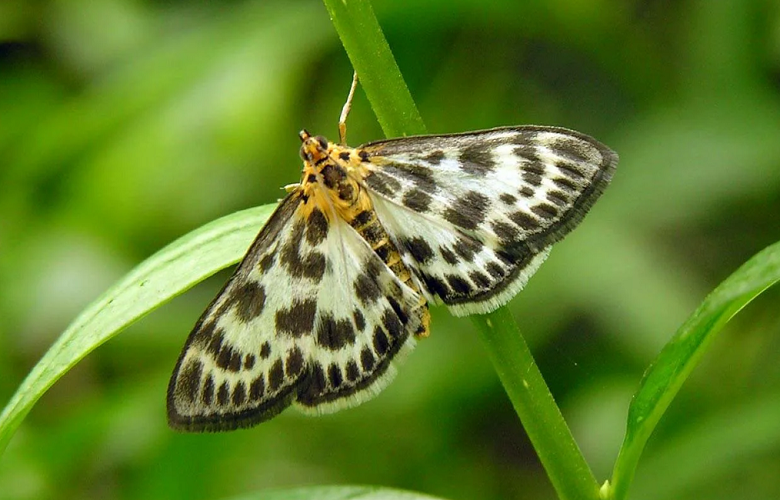 Скопировано с Яндекс