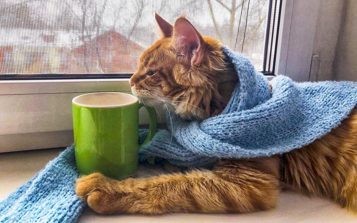 источник фото: https://4lapki.com/wp-content/uploads/2020/12/fa89b36fffcd16f14fb639543d7f2cd8.jpg