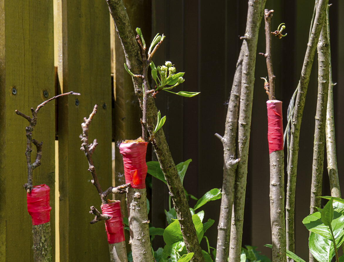    Понятно, что такое подвой. А какие подвои бывают, в чем между ними разница и где их взять?