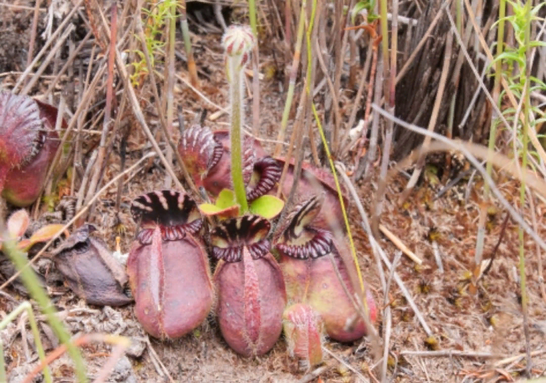 � ����������