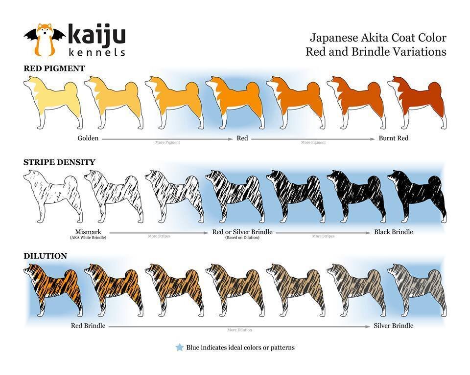 Палитра стандартов окраса, японской акиты