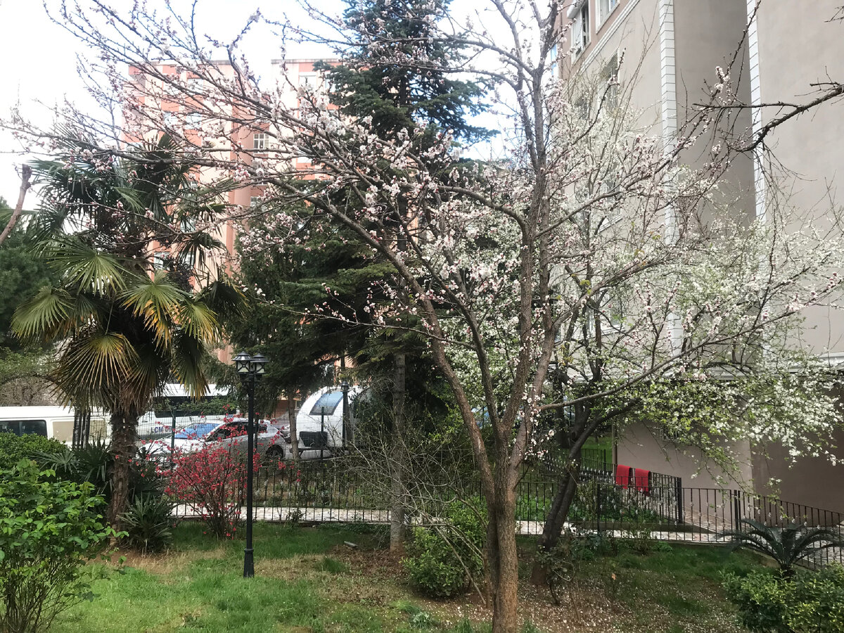 Цветущая алыча напротив нашего дома