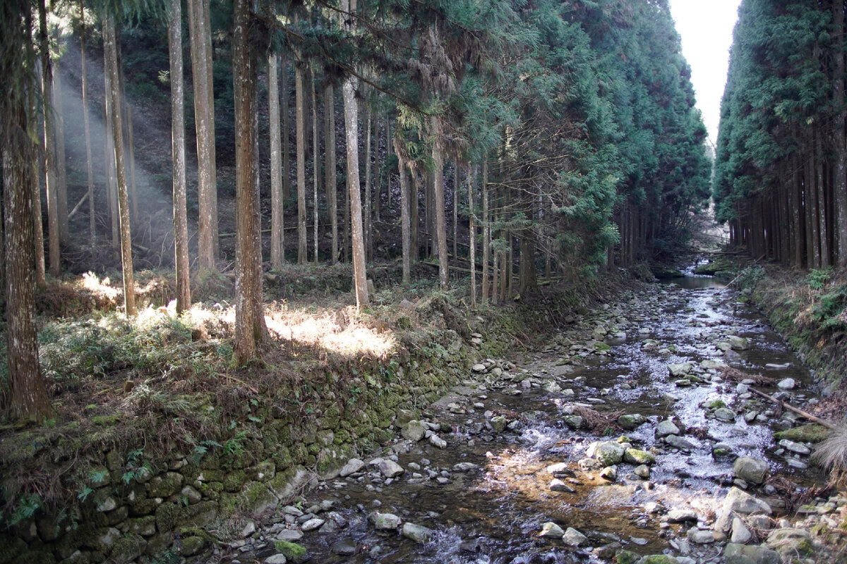 Хвойный лес в Ёсино