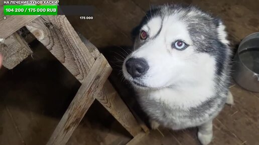 бегут неуклюже хаски по лужам