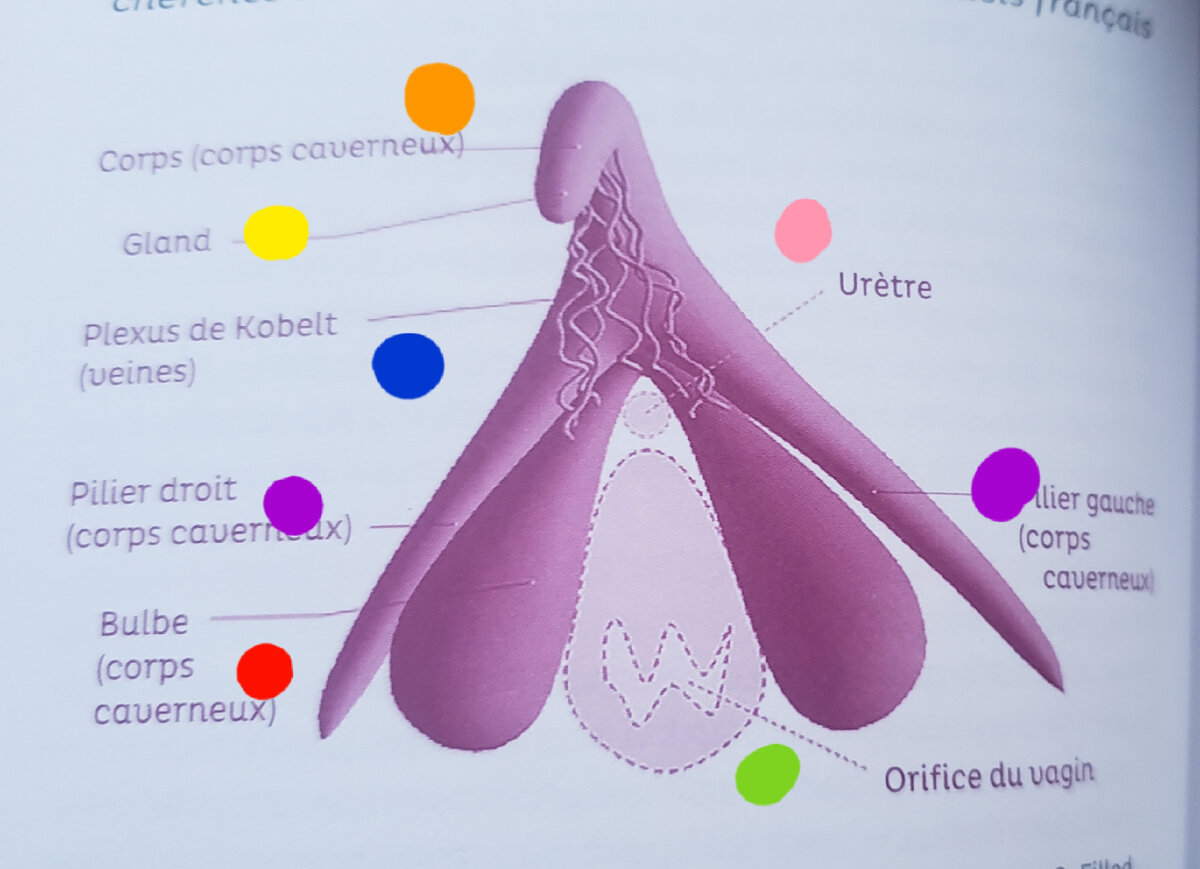это 3 D изображения клитора :жёлтый кружок-видимая часть клитора , оранжевый -это тело клитора, состоящее из пещеристых волокон, способных заполняться кровью, синий кружочек -это сплетение вен и кровеносных сосудов , так как орган очень чувствительный, два фиолетовых кружочка по сторонам - это "крылья"клитора , ярко малиновым цветом внизу обозначена луковица клитора, такая же имеется и с другой стороны . Розовый кружочек -отверстие уретры (мочеиспускательный канал), зеленый кружочек - отверстие вагины 