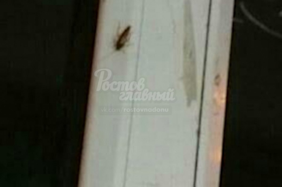    Детское отделение областной больницы в Волгограде одолели тараканы