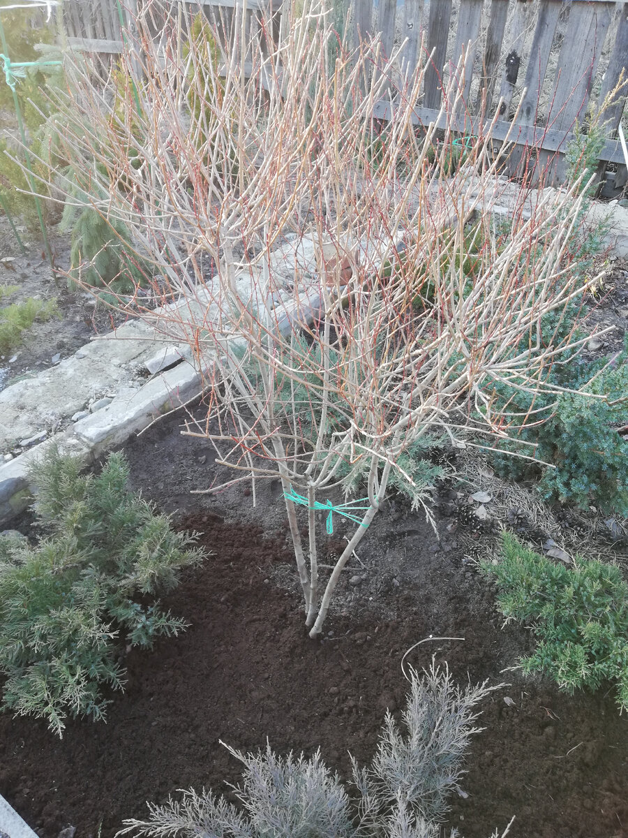 Это сама ива пурпурная "Нана" после посадки на новом месте