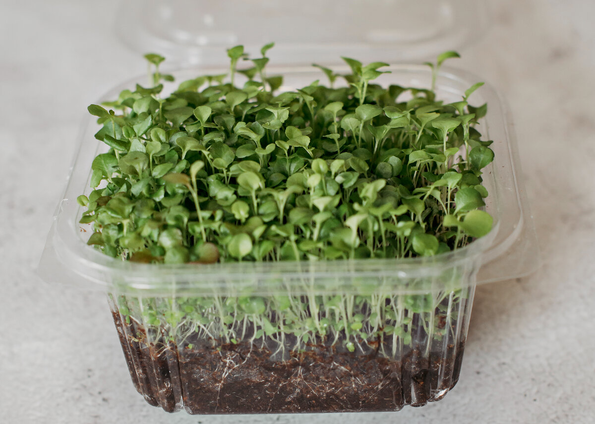 "Ковровый" посев Лобелии