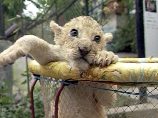     фото: crimea.mk.ru