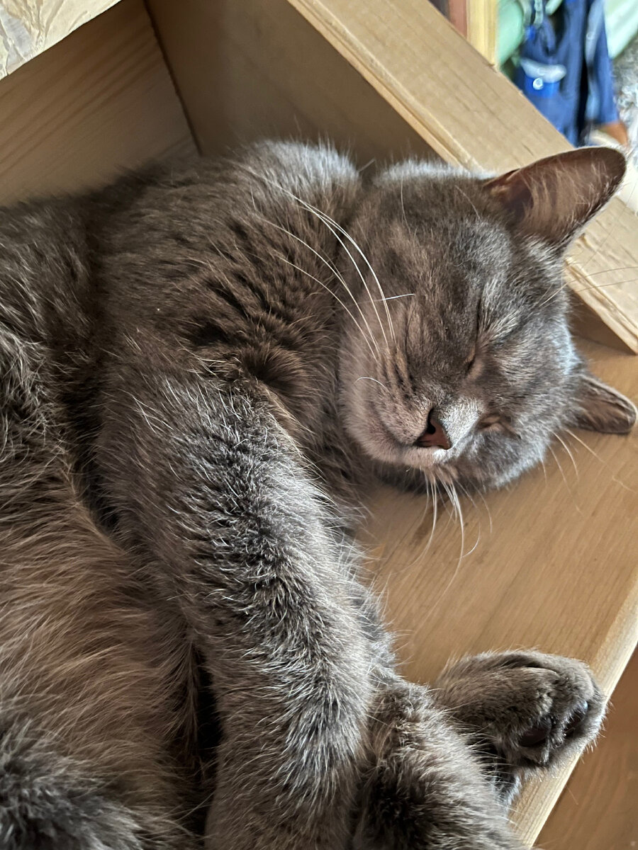 Спящий принц