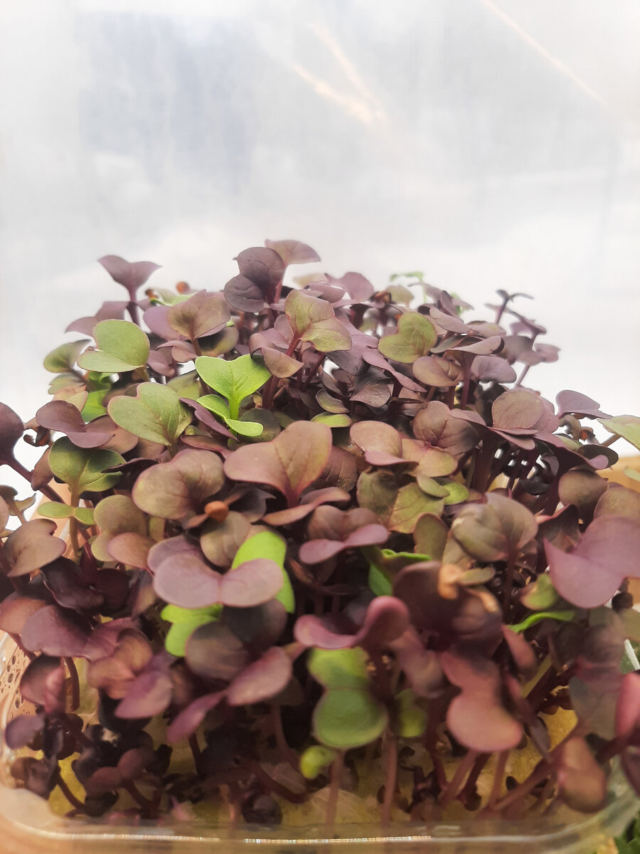 Микрозелень редиса