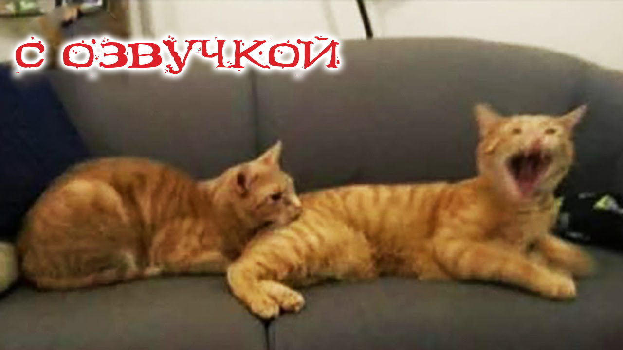 ПРИКОЛЫ С КОТАМИ! Смешные животные с ОЗВУЧКОЙ! СМЕШНЫЕ КОТЫ И КОШКИ! | Domi  show | Дзен