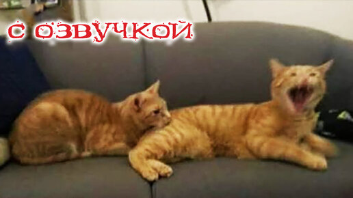 ПРИКОЛЫ С КОТАМИ! Смешные животные с ОЗВУЧКОЙ! СМЕШНЫЕ КОТЫ И КОШКИ!