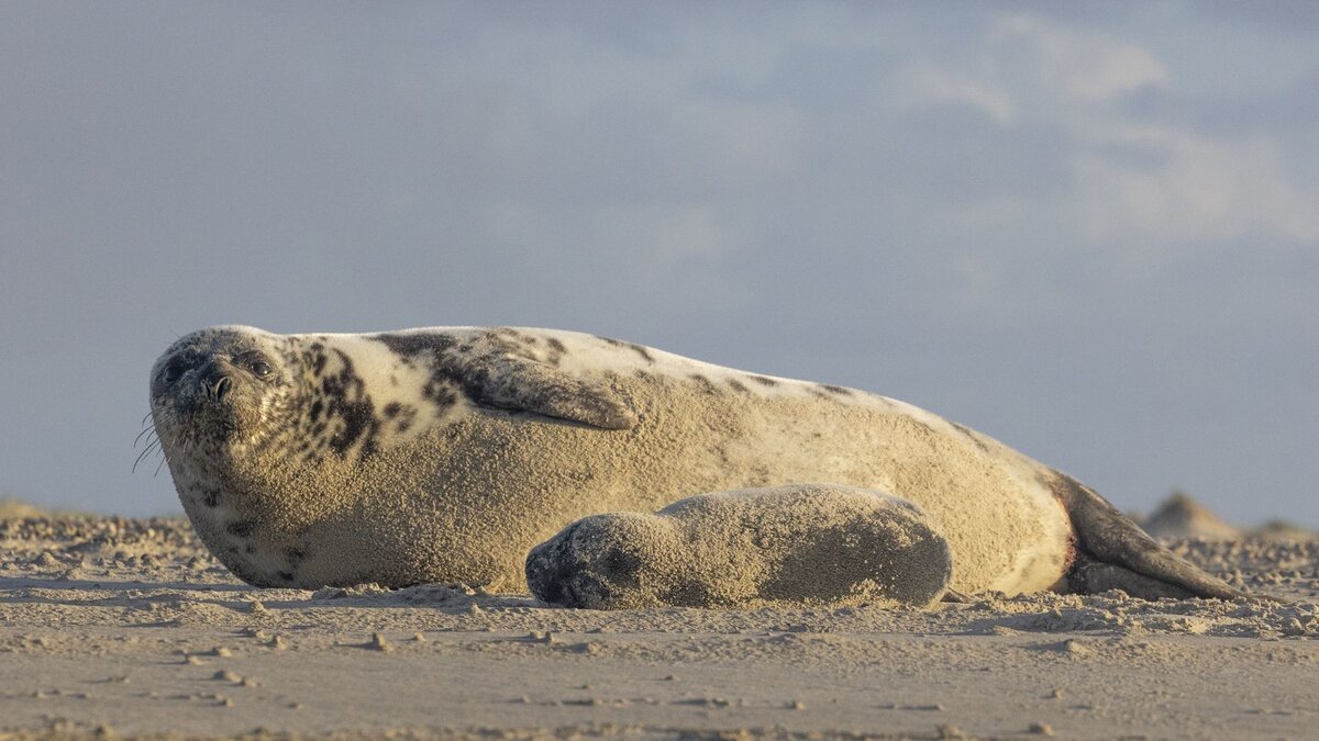 Мама-котик и малыш-щенок на голландском берегу. Фото: Gerard Koster Joenje, vlielandplaatjes.nl