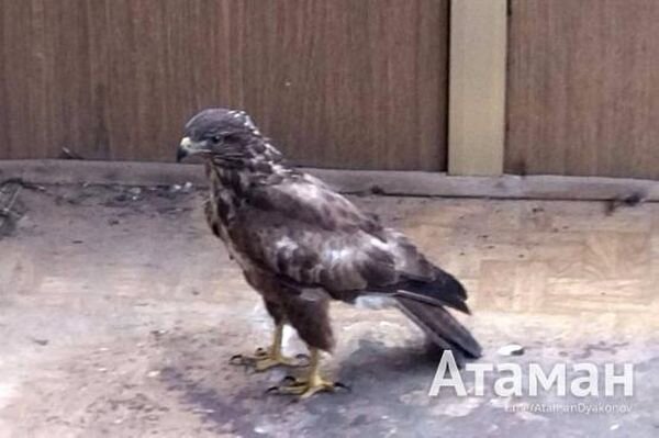 Источник фото: Атаман/telegram.com