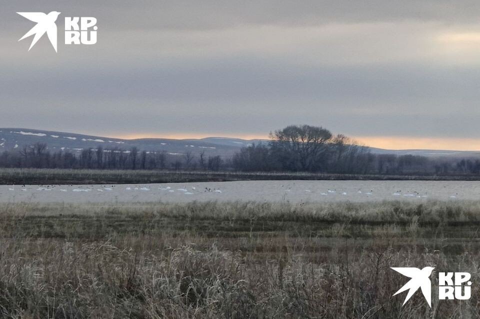     Порядка 30 птиц расположились на одном из водоемов.