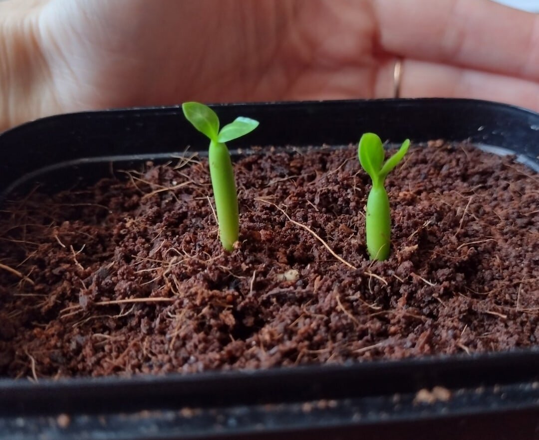 К сожалению нет фото когда их только посадила