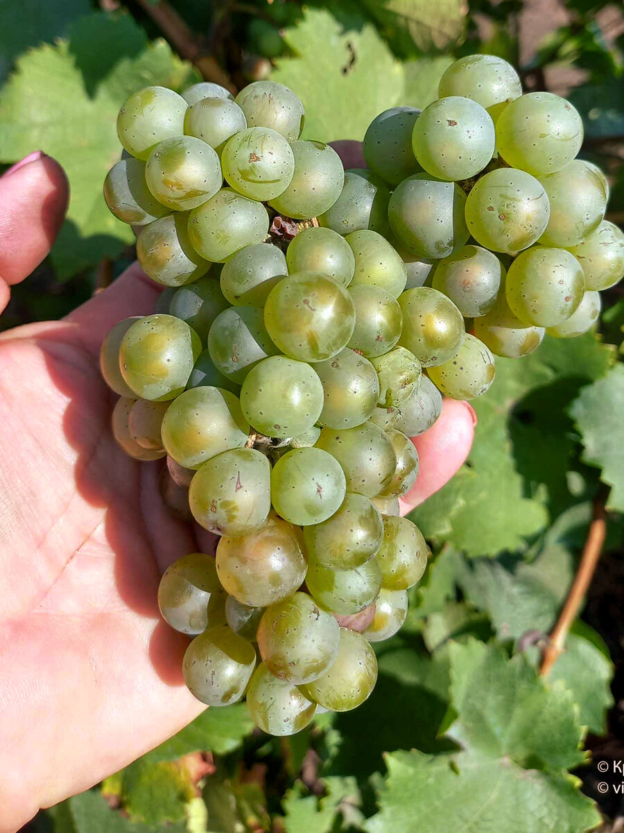 Рислинг Рено или Ризлинг Рейнский 