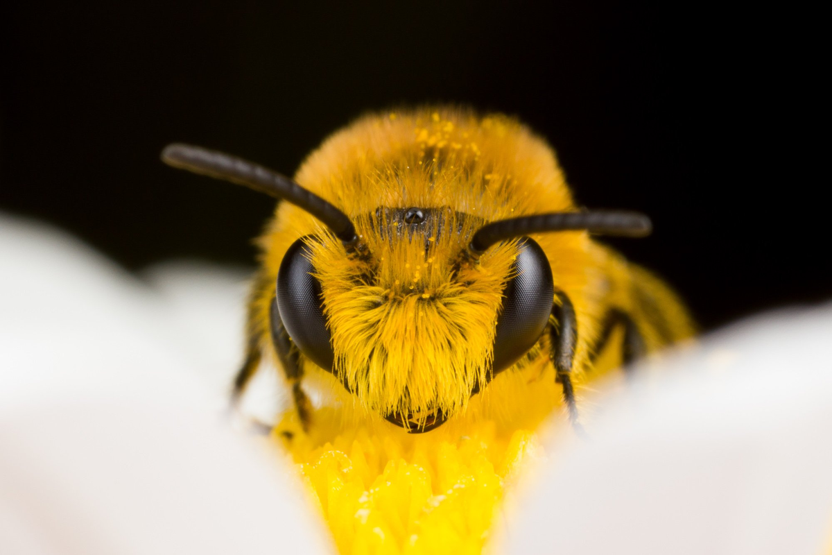 Как выглядит лицо пчелы bee keep bees keeping pet portraits pet meme funny bee keepeer funny animal art
